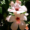 hibiskus 2