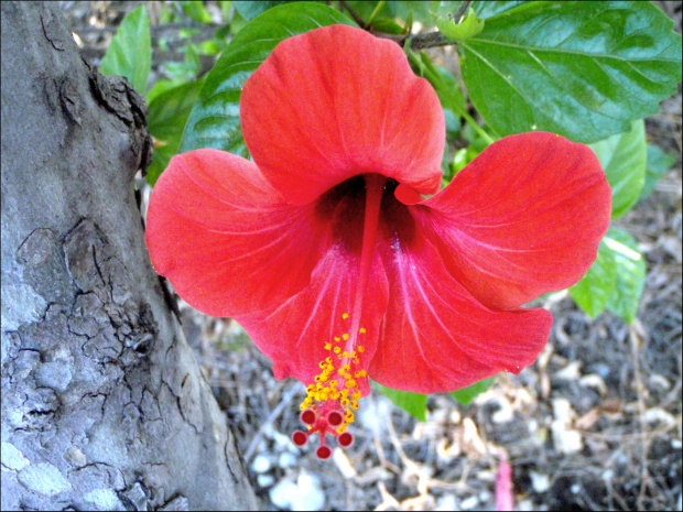 hibiskus 1