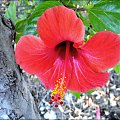 hibiskus 1