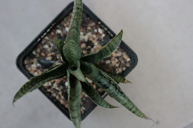 sansevieria