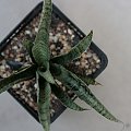 sansevieria