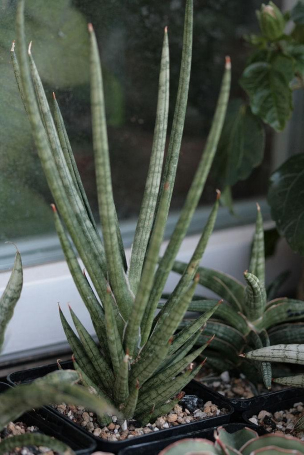 sansevieria