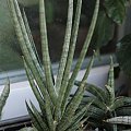 sansevieria