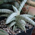 sansevieria