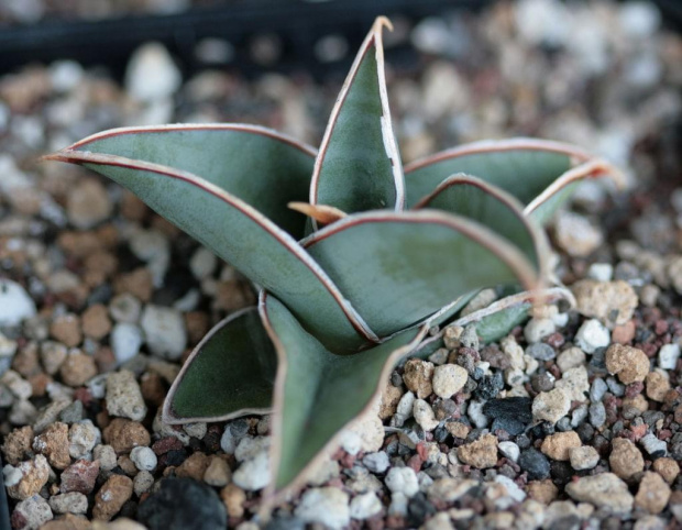 sansevieria