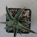 sansevieria