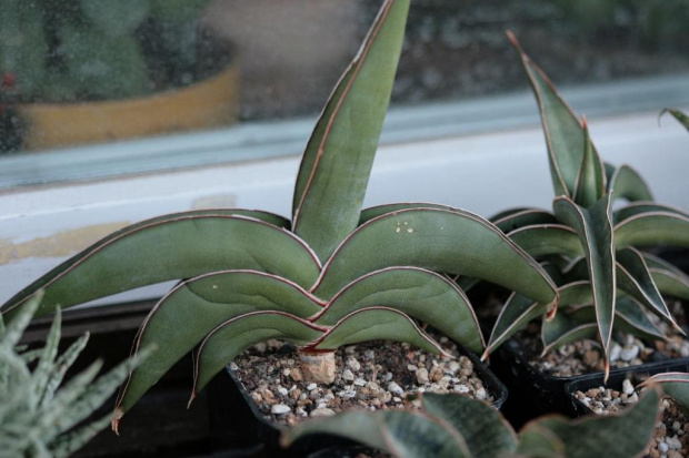 sansevieria