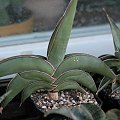 sansevieria