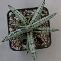 sansevieria