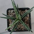 sansevieria