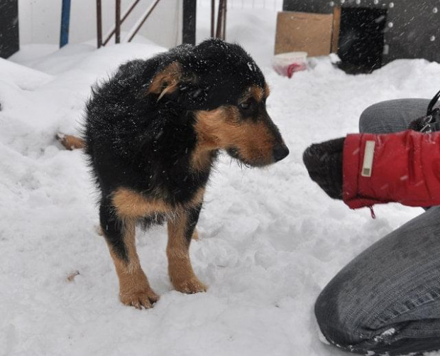 Psy ze stadionu dziesięciolecia - do adopcji #adopcje