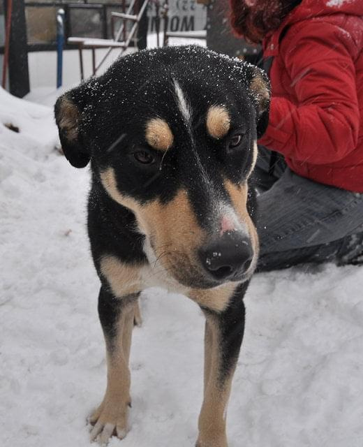 Psy ze stadionu dziesięciolecia - do adopcji #adopcje