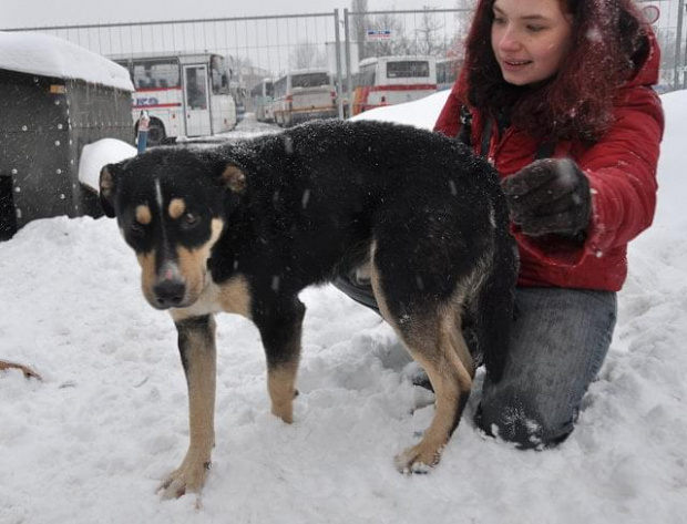 Psy ze stadionu dziesięciolecia - do adopcji #adopcje