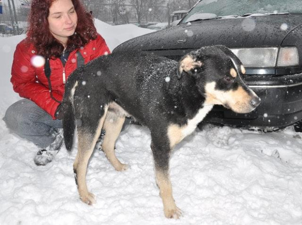 Psy ze stadionu dziesięciolecia - do adopcji #adopcje