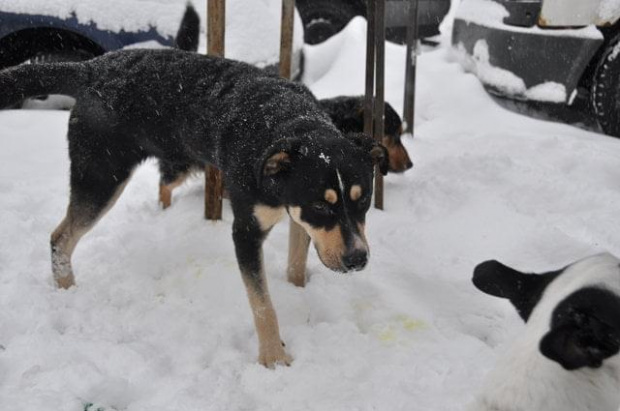 Psy ze stadionu dziesięciolecia - do adopcji #adopcje