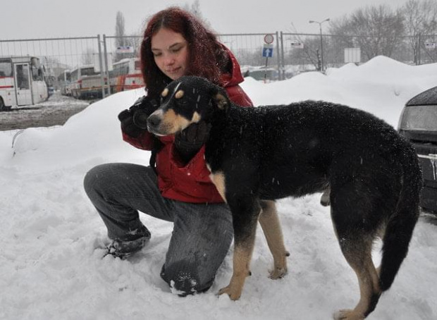 Psy ze stadionu dziesięciolecia - do adopcji #adopcje