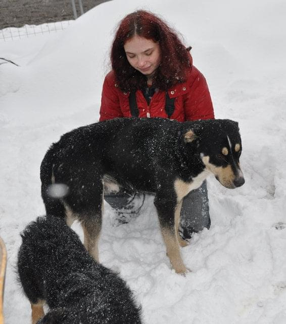 Psy ze stadionu dziesięciolecia - do adopcji #adopcje