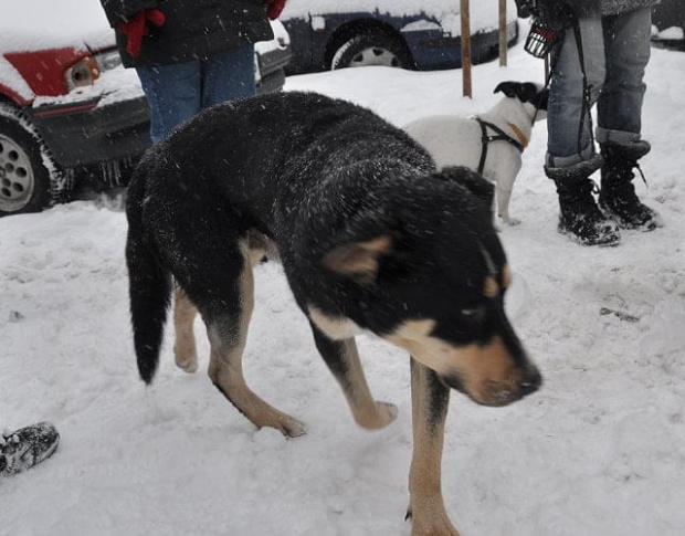 Psy ze stadionu dziesięciolecia - do adopcji #adopcje