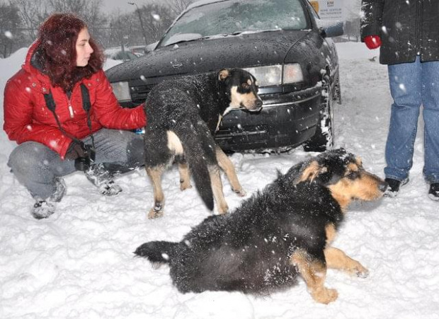 Psy ze stadionu dziesięciolecia - do adopcji #adopcje