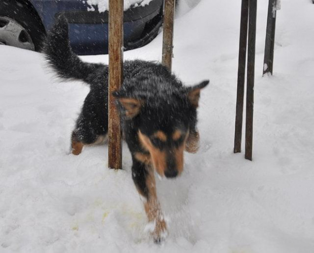 Psy ze stadionu dziesięciolecia - do adopcji #adopcje