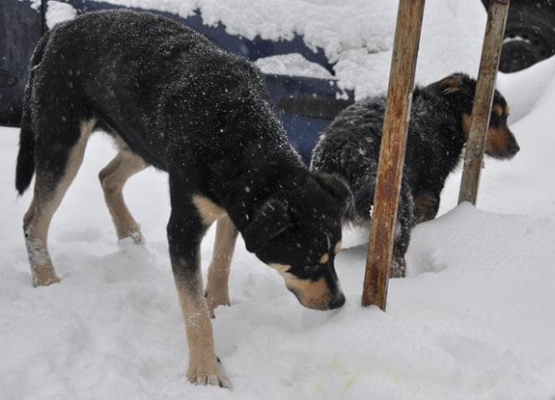 Psy ze stadionu dziesięciolecia - do adopcji #adopcje