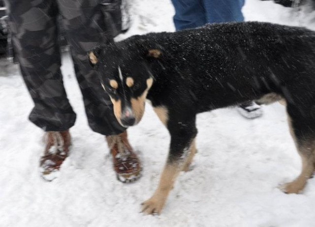 Psy ze stadionu dziesięciolecia - do adopcji #adopcje