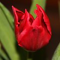 tulipan #kwiat #kwiaty #tulipan