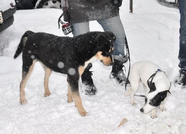 Psy ze stadionu dziesięciolecia - do adopcji #adopcje