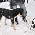 Psy ze stadionu dziesięciolecia - do adopcji #adopcje