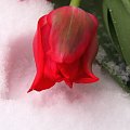 tulipan #kwiat #kwiaty #tulipan