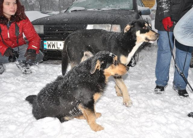 Psy ze stadionu dziesięciolecia - do adopcji #adopcje