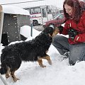 Psy ze stadionu dziesięciolecia - do adopcji #adopcje