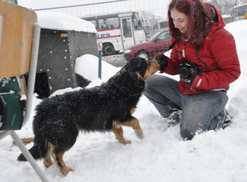 Psy ze stadionu dziesięciolecia - do adopcji #adopcje