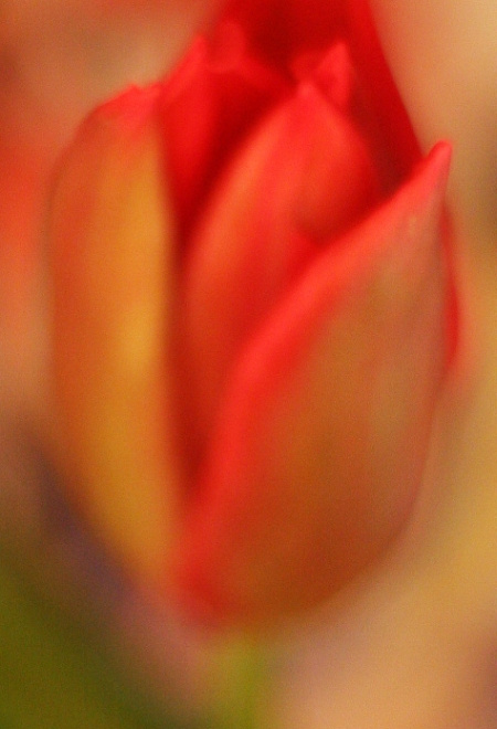 tulipan :) #kwiat #kwiaty #tulipan