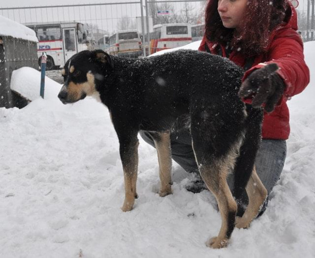 Psy ze stadionu dziesięciolecia - do adopcji #adopcje