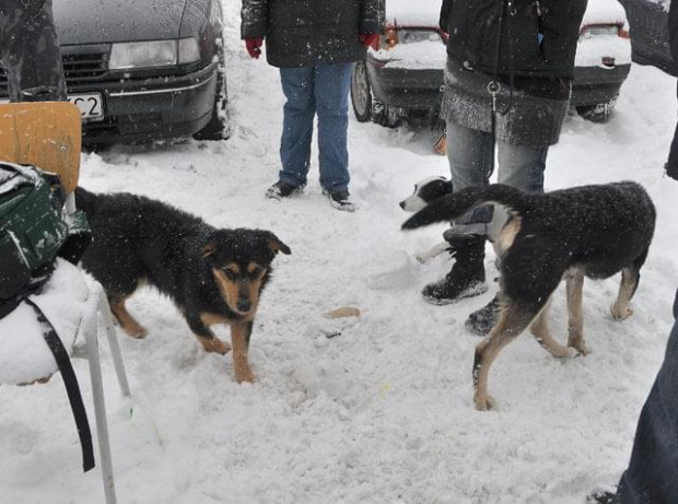 Psy ze stadionu dziesięciolecia - do adopcji #adopcje