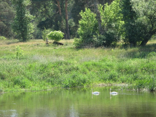 Warta pomiędzy Sierakowem i Międzychodem.