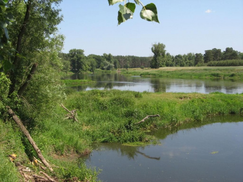 Warta pomiędzy Sierakowem i Międzychodem.