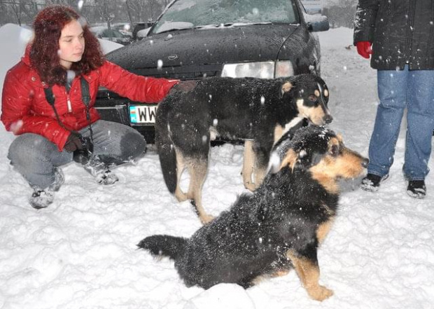 Psy ze stadionu dziesięciolecia - do adopcji #adopcje