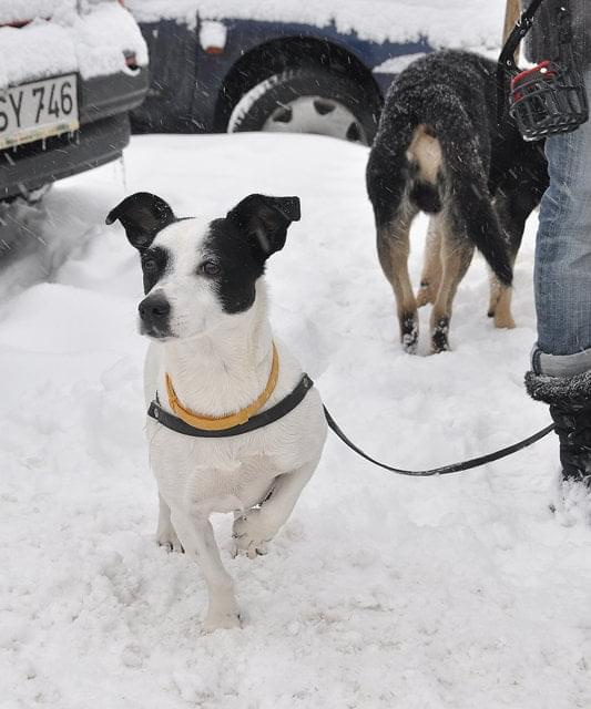 Psy ze stadionu dziesięciolecia - do adopcji #adopcje