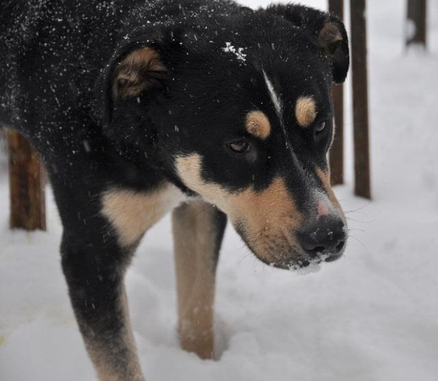 Psy ze stadionu dziesięciolecia - do adopcji #adopcje