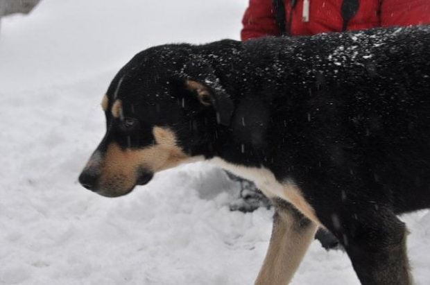 Psy ze stadionu dziesięciolecia - do adopcji #adopcje