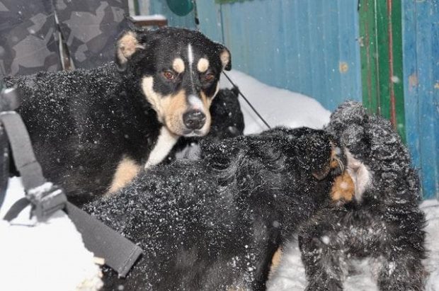 Psy ze stadionu dziesięciolecia - do adopcji #adopcje