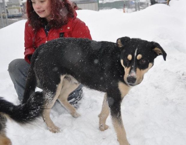 Psy ze stadionu dziesięciolecia - do adopcji #adopcje