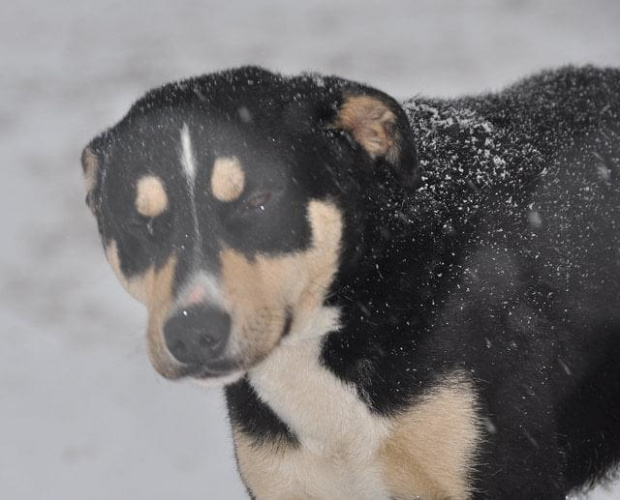 Psy ze stadionu dziesięciolecia - do adopcji #adopcje