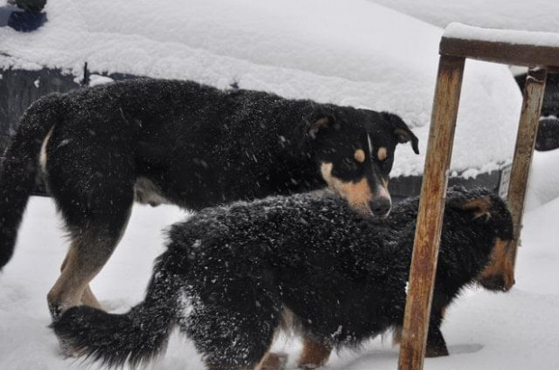 Psy ze stadionu dziesięciolecia - do adopcji #adopcje