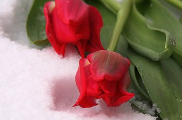 tulipan #kwiat #kwiaty #tulipan