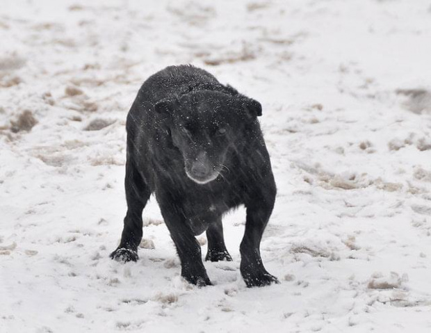 Psy ze stadionu dziesięciolecia - do adopcji #adopcje