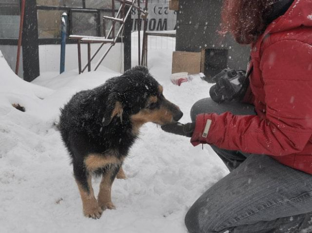 Psy ze stadionu dziesięciolecia - do adopcji #adopcje