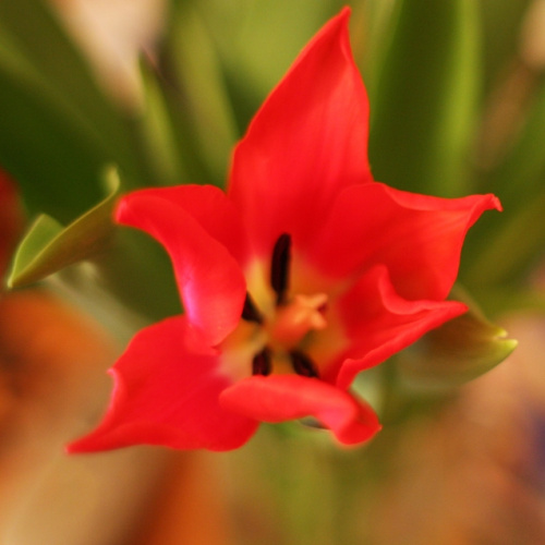 tulipan :) #kwiat #kwiaty #tulipan